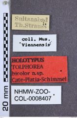 Etikette zu Tolphorea bicolor (Cate, Platia & Schimmel, 2002) (NHMW-ZOO-COL-0008407)